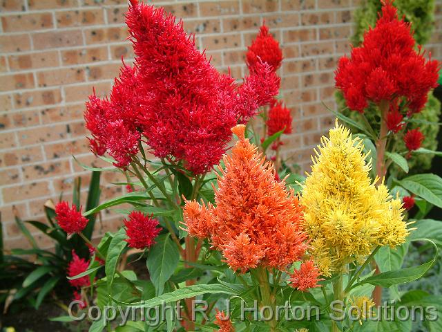 Celosia Cockscomb mixed_2